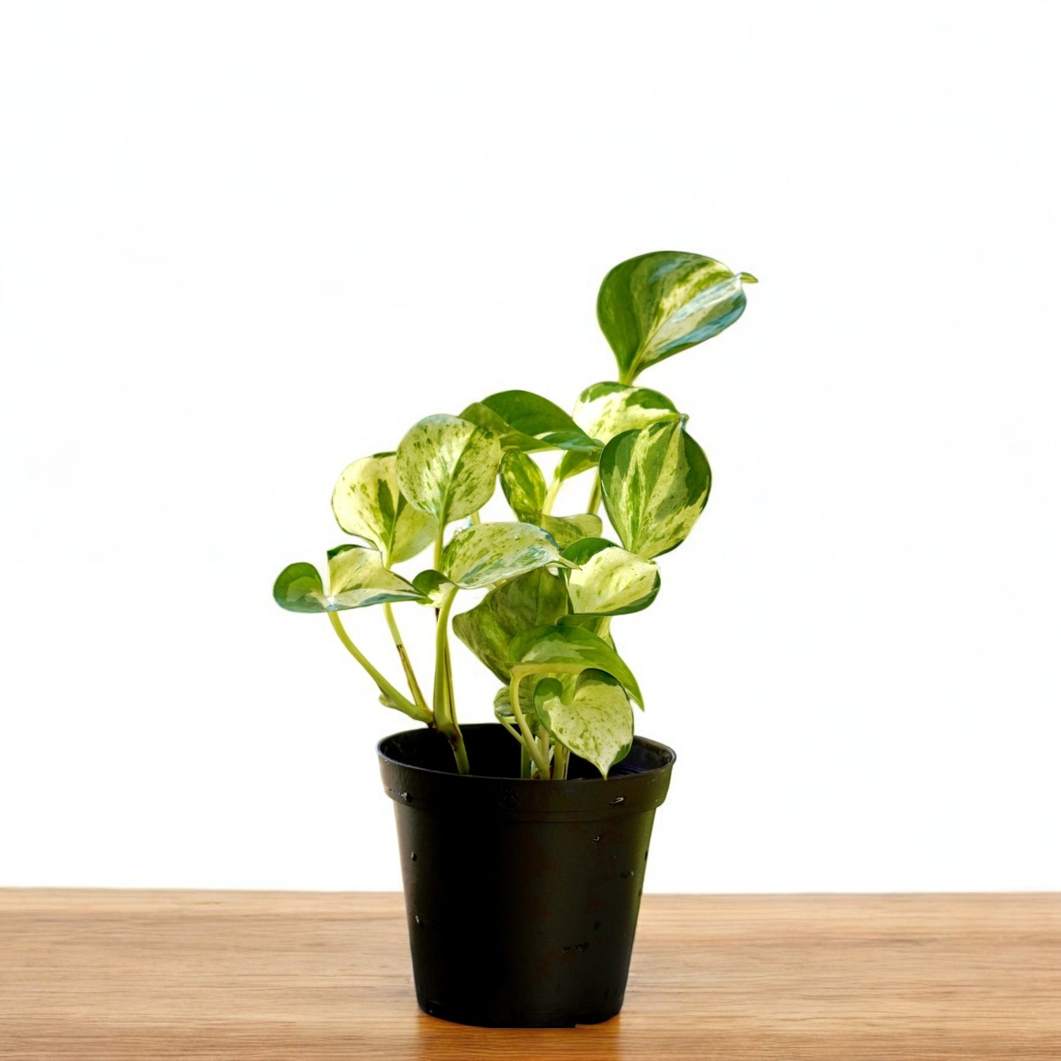 Money Plant (Epipremnum aureum) Live Plant for Indoor Home and Office Decor